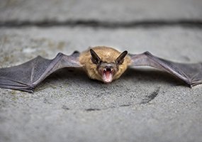 Capture de chauve souris