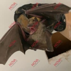 Capture de chauve souris