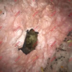 Capture de chauve souris
