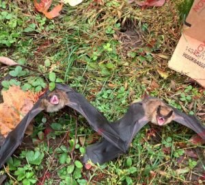 Capture de chauve souris