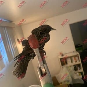 Un oiseau capturé dans une maison lors d'une intervention de capture d'oiseaux par Nova Extermination