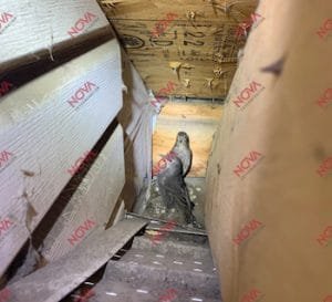 Deux pigeons trouvés entre les couches d'isolation d'un toit lors d'une intervention de capture d'oiseaux par Nova Extermination