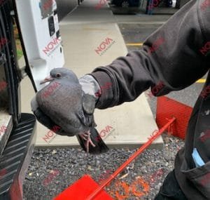 Un pigeon attrapé lors d'une mission de capture d'oiseaux par Nova Extermination