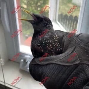Un étourneau sansonnet prêt à être relâché suite à une intervention de capture d'oiseaux par Nova Extermination