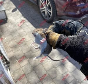 exterminateur-souris