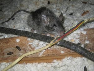 exterminateur-souris