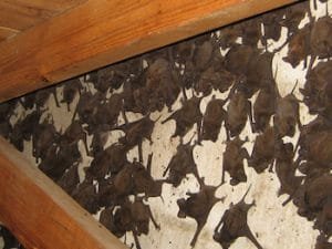 Capture de chauve souris
