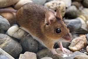 exterminateur-souris
