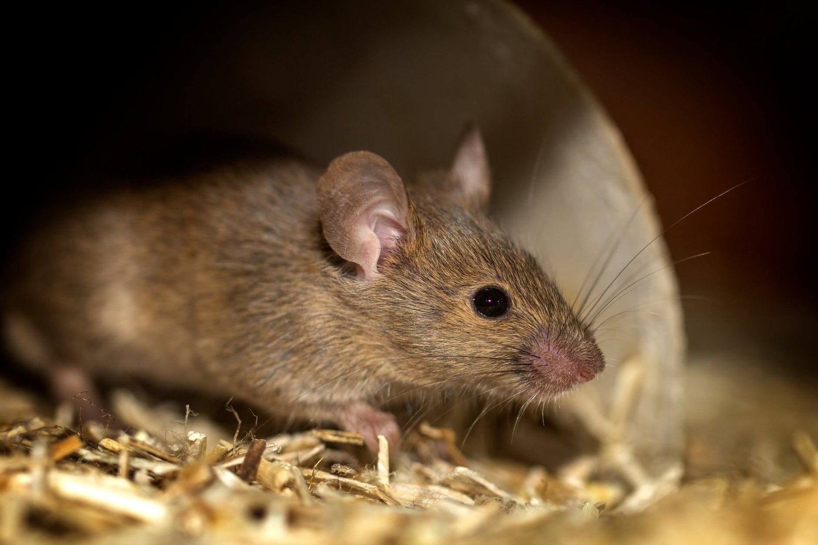 calfeutrage-souris