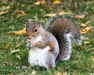 Un écureuil dans un jardin