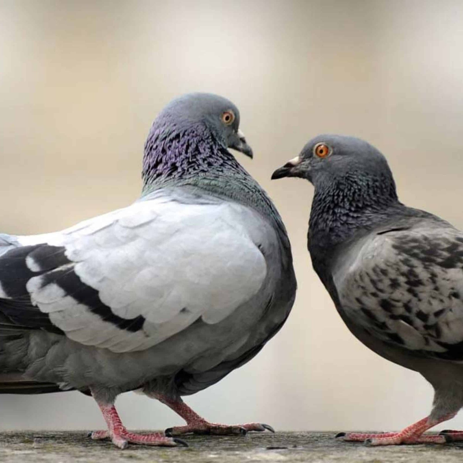 Capture pigeon extermination