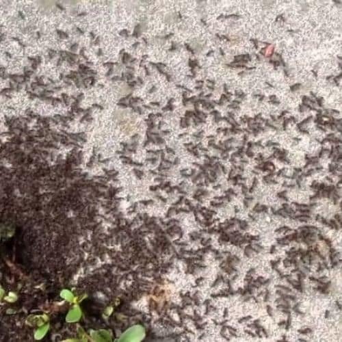 extermination-Pavement ants