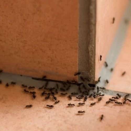 fourmis maison