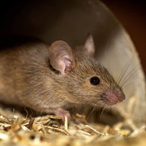 calfeutrage-souris